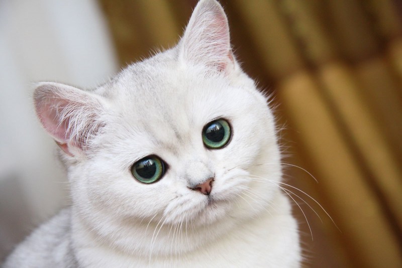 Кот с большими глазами и улыбается