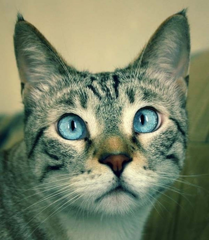 Смешной взгляд кошки