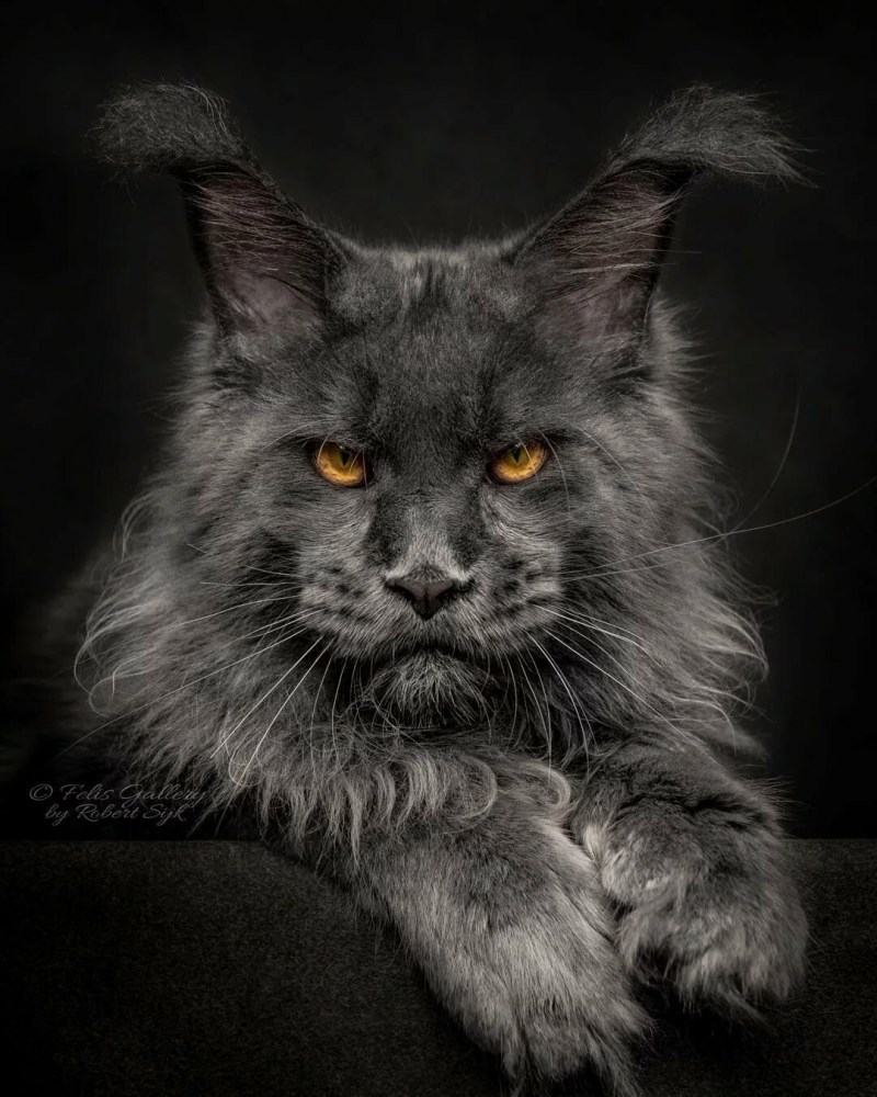 Мейнкун кот