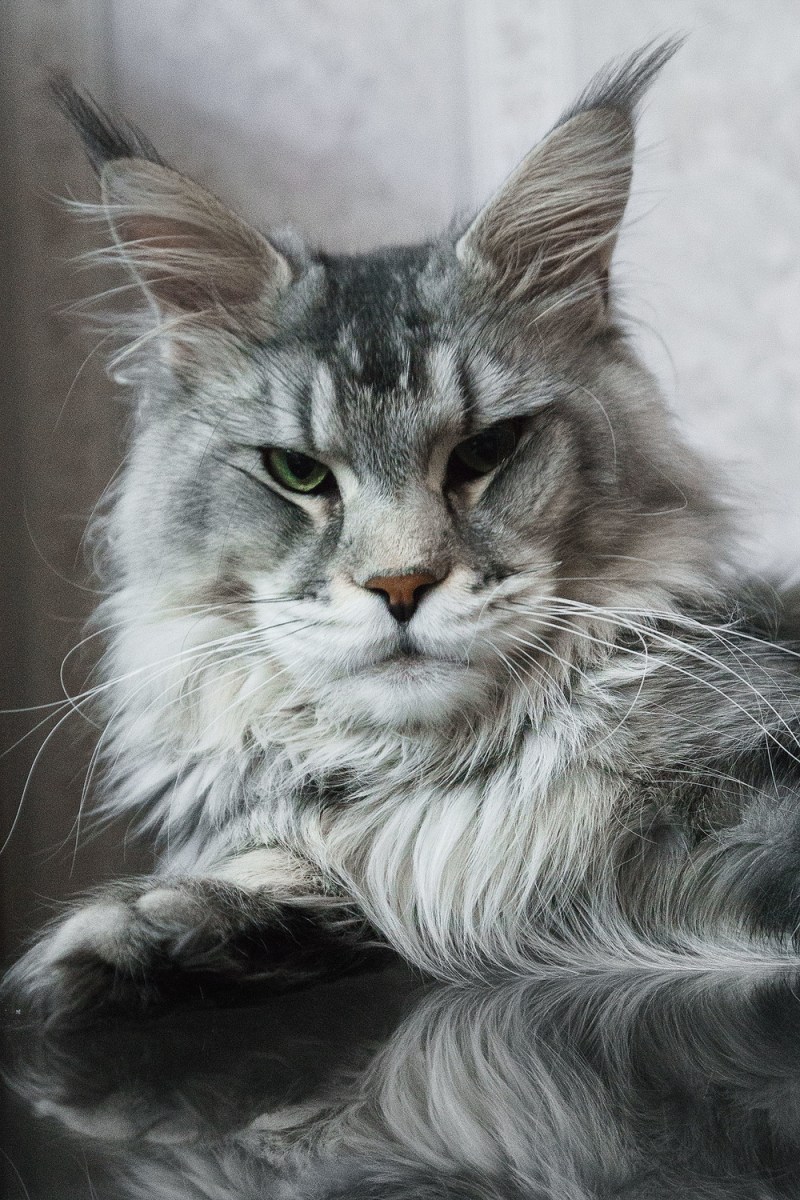 Кошка Мейн кун серая