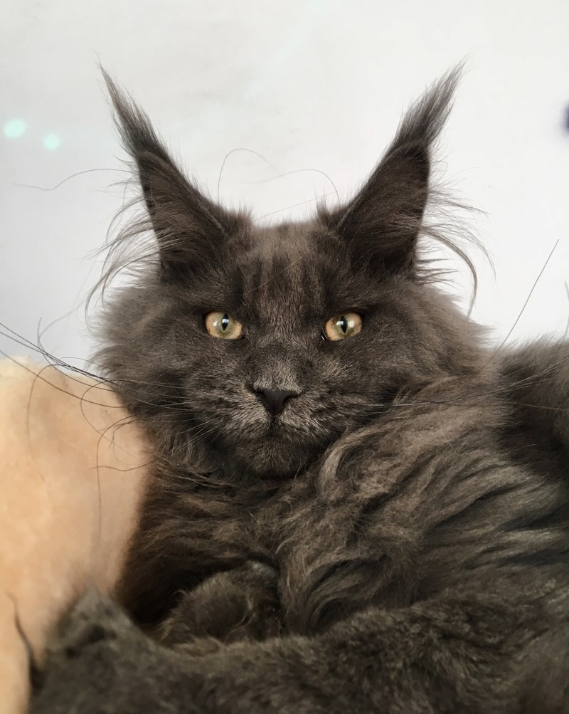 Мраморный кот Мейн кун