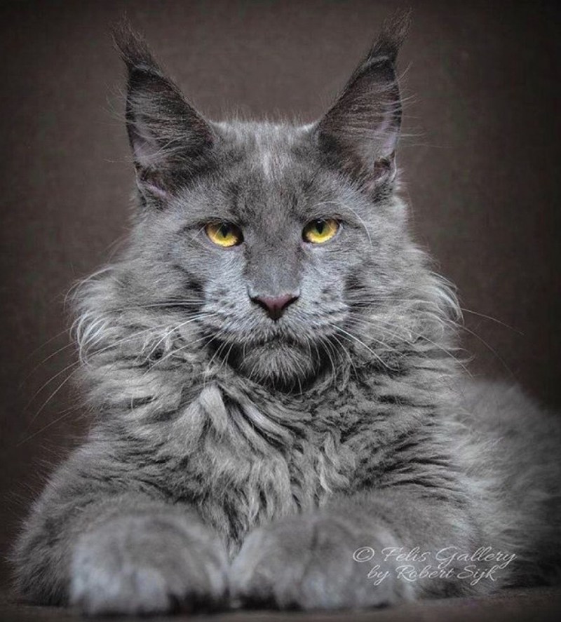Кот Мейн кун серый