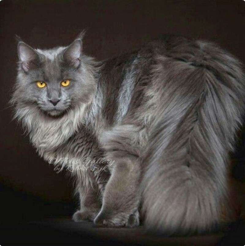 Кошка Мейн кун серая