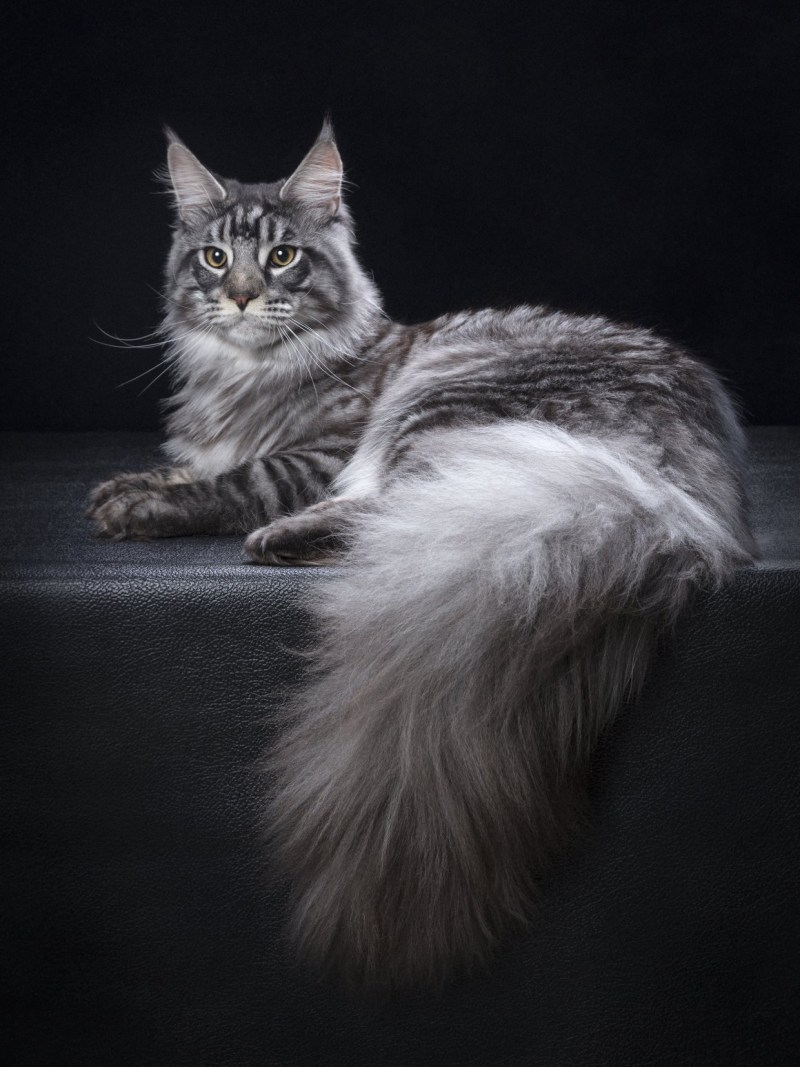 Кошка Мейн кун