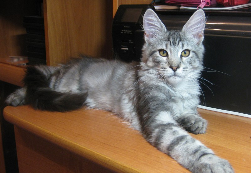 Кот Мейн кун серебро