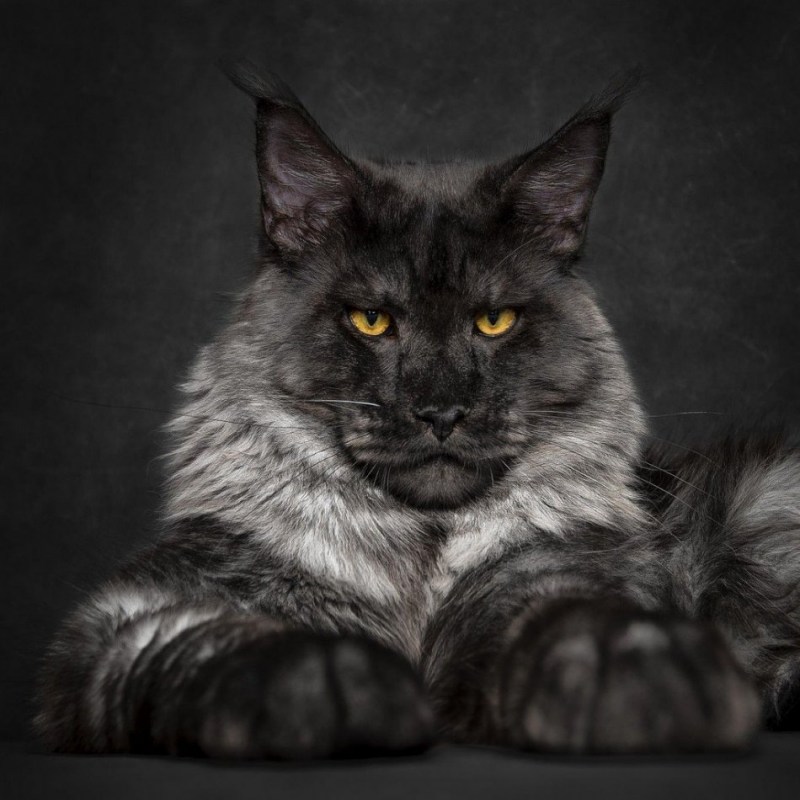 Кот Мейн кун