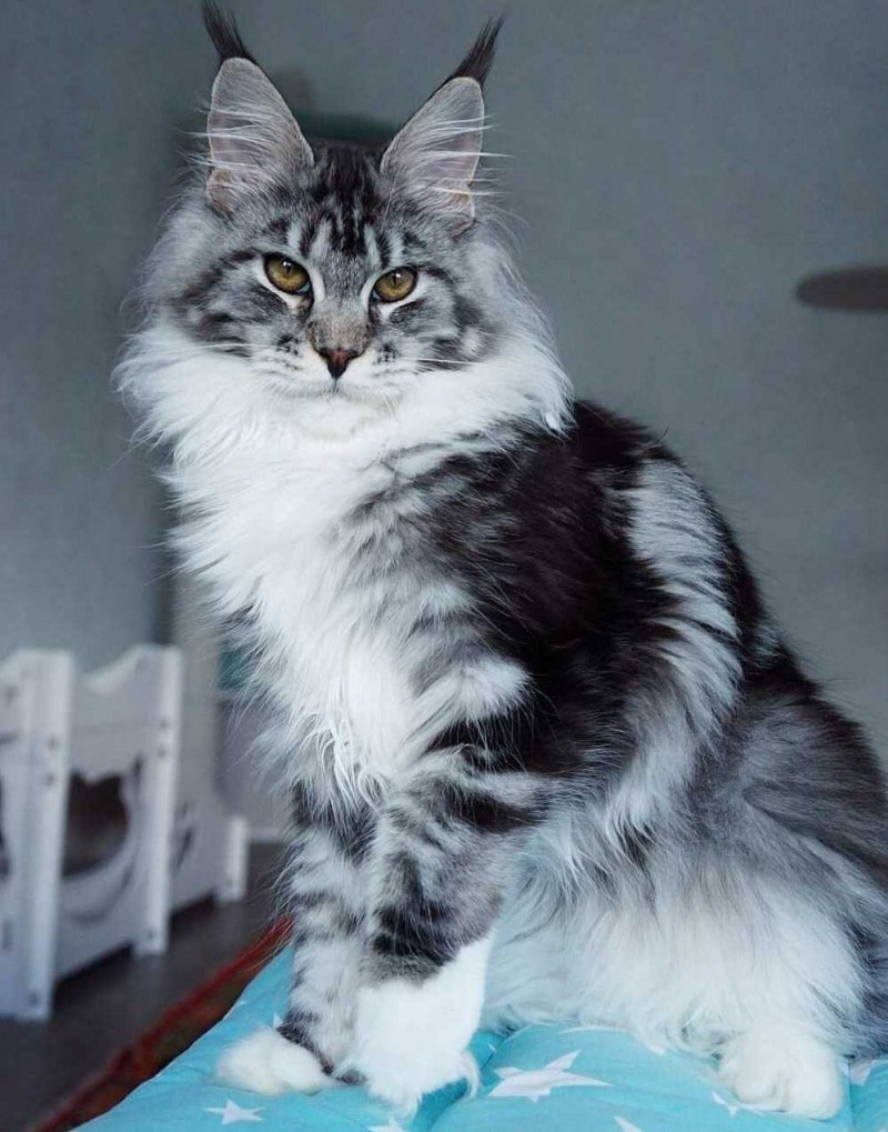 Большая кошка Мейн кун
