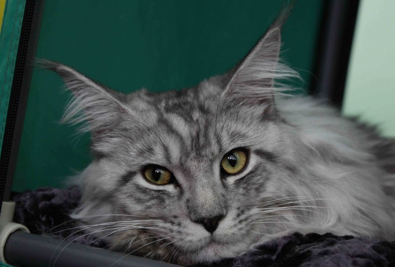 Мейн кун серый котенок