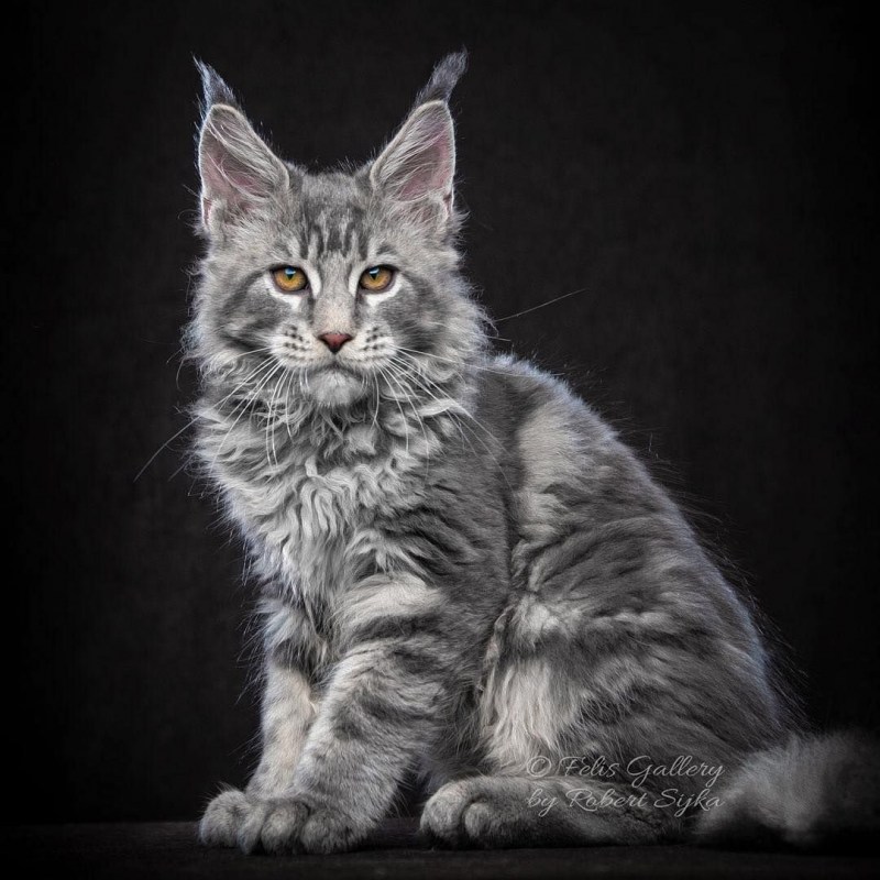 Кошки Мейн куны