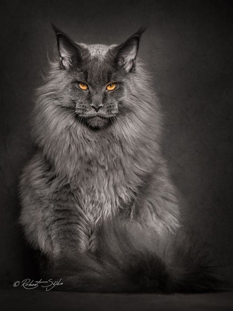 Кошка Мейн кун