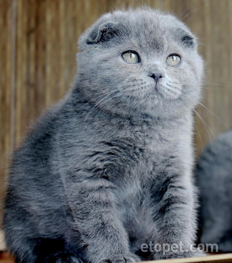 Шотландская вислоухая кошка голубая