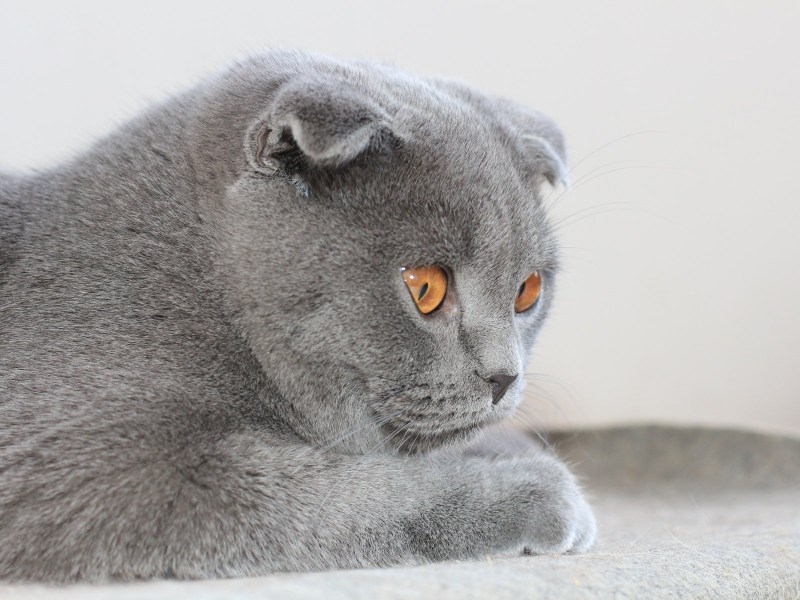 Скоттиш фолд дымчатый