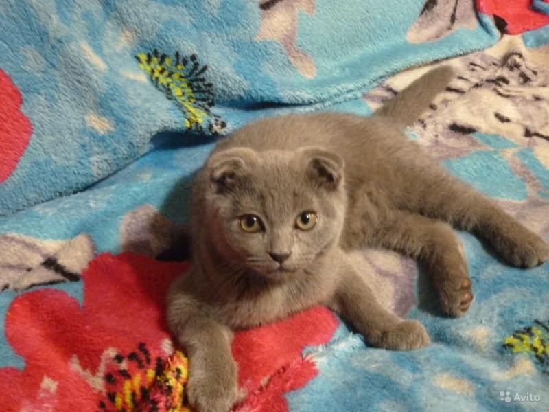 Скотишфолд котенок голубой вислоухий