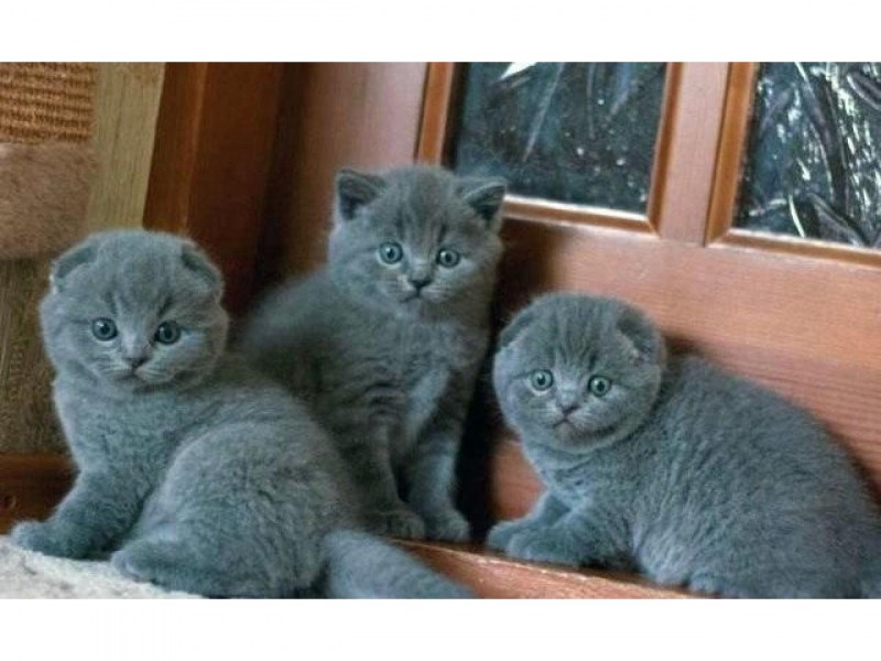 Шотландские голубые прямоухие и вислоухие котята