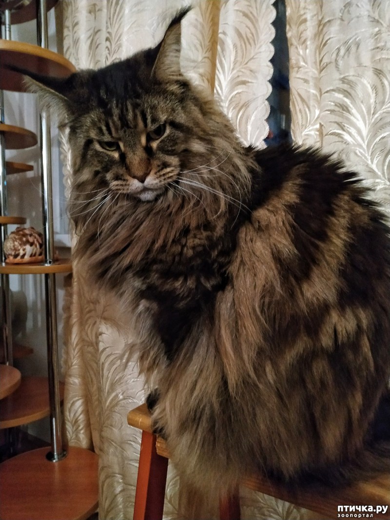 Котята метисы Мейн куна 500р