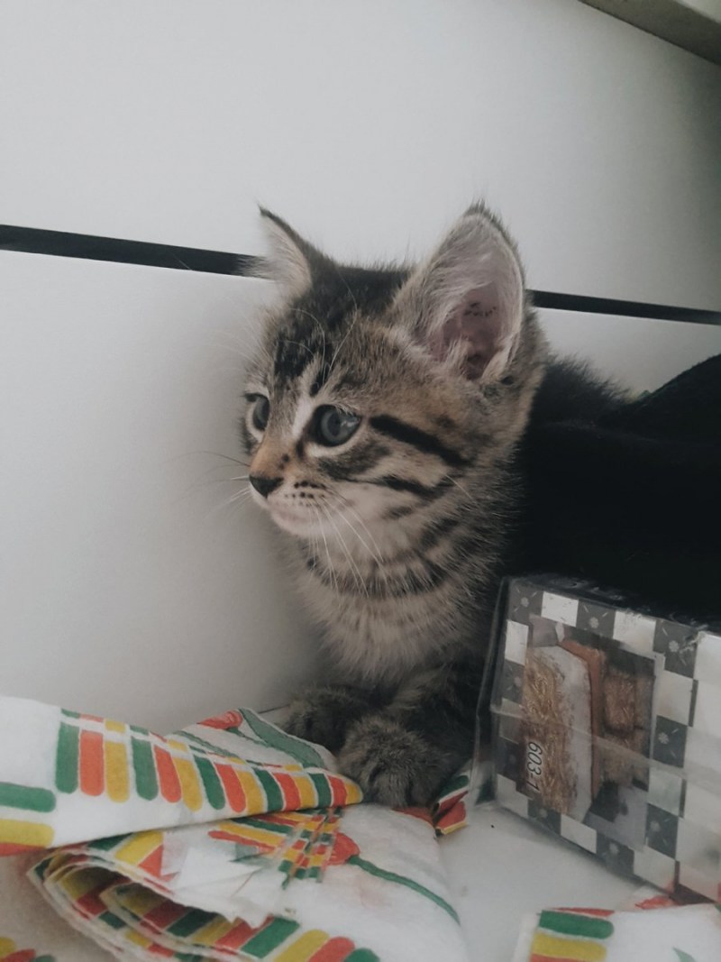 Кот Мейн кун смесь
