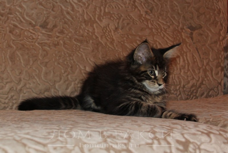 Котята метисы Мейн куна