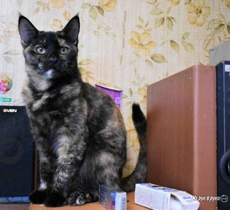 Кот помесь Мейн куна гладкошерстный