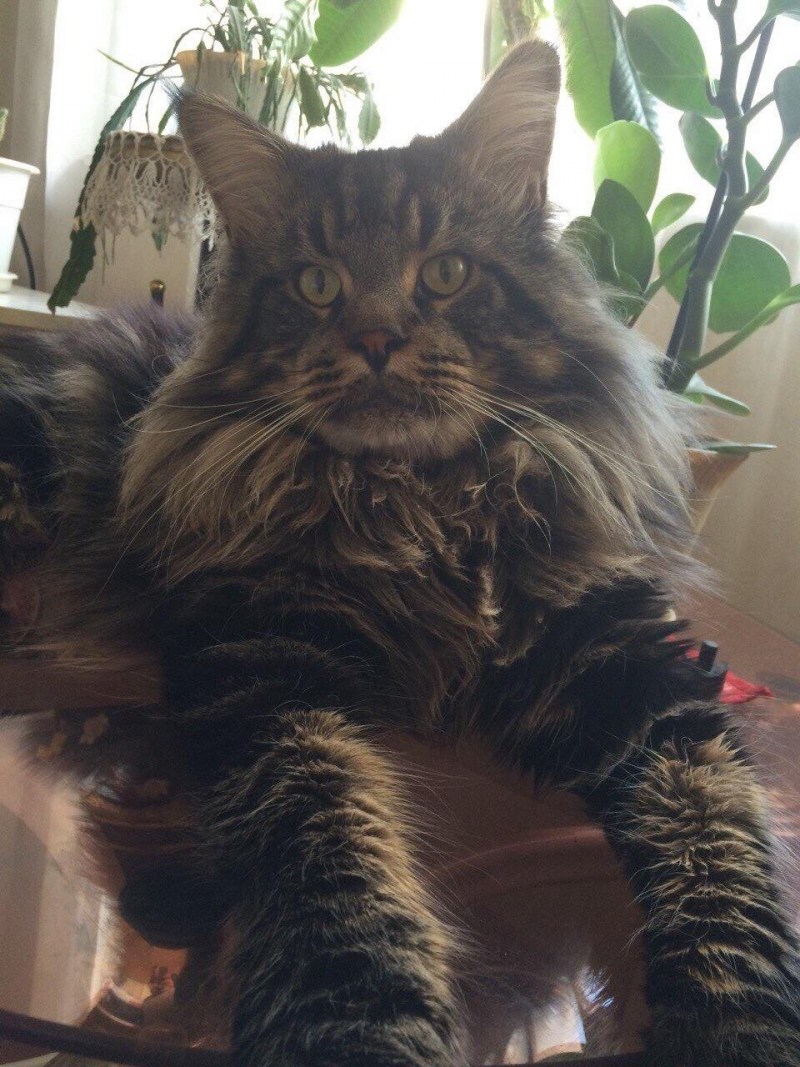 Котята метисы Мейн куна