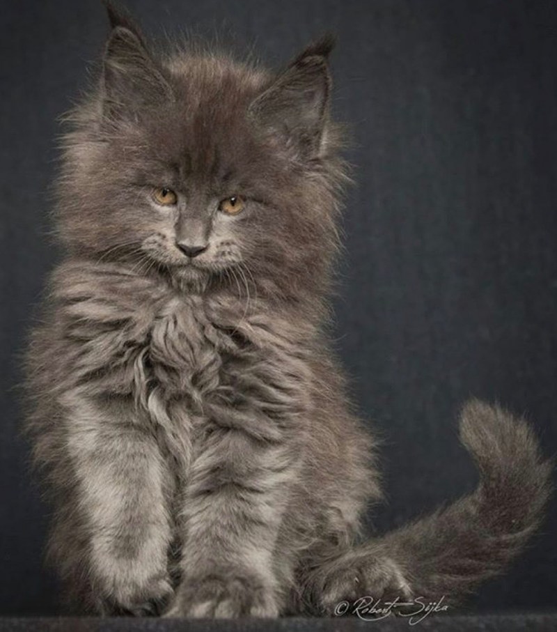 Котята метисы Мейн куна