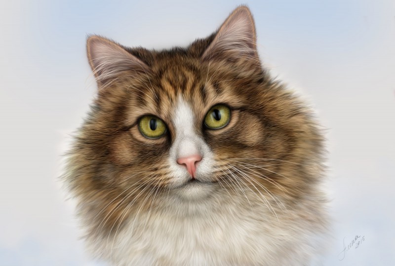 Коты арты