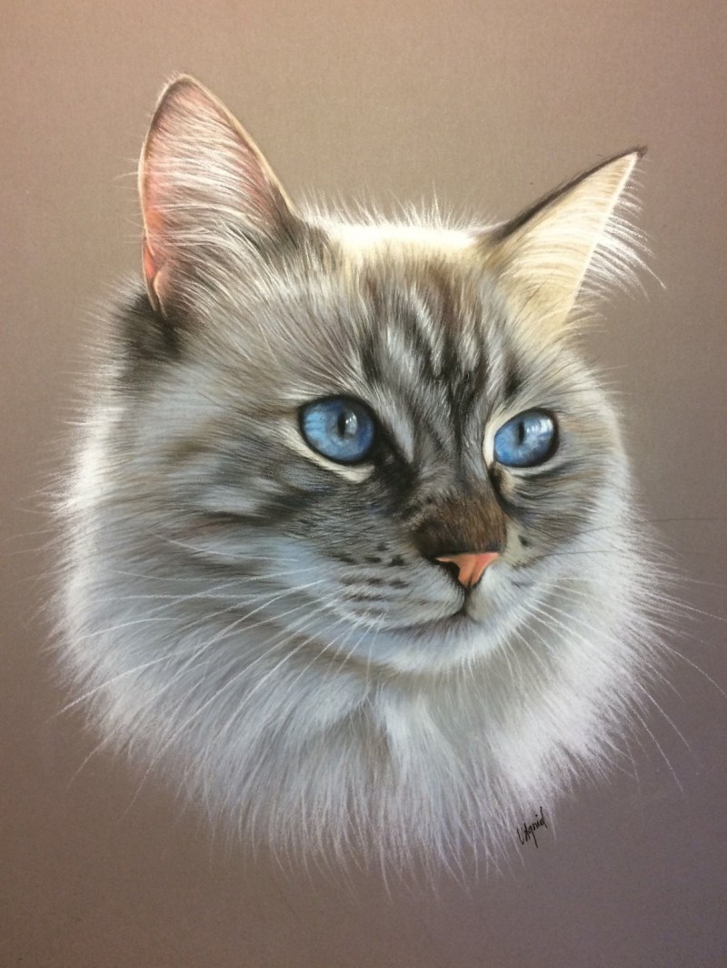 Кошка пастелью