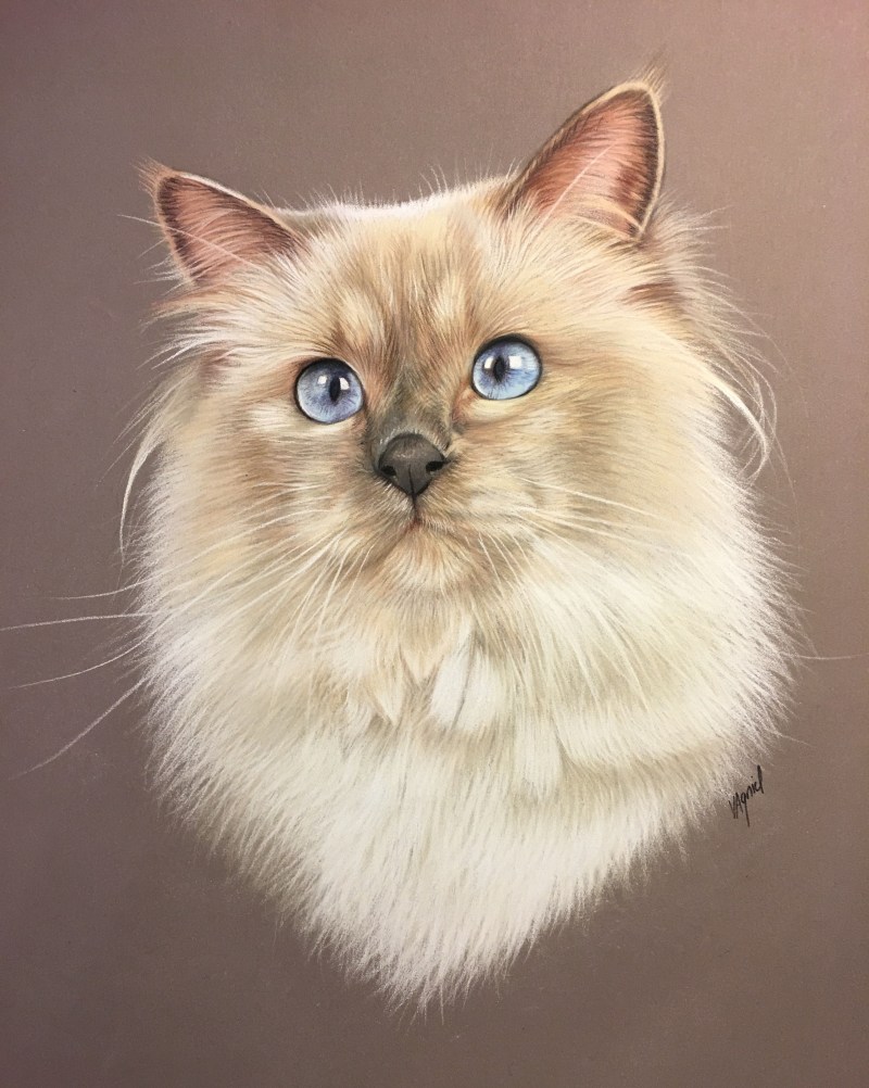 Аристократ кот Аристократ