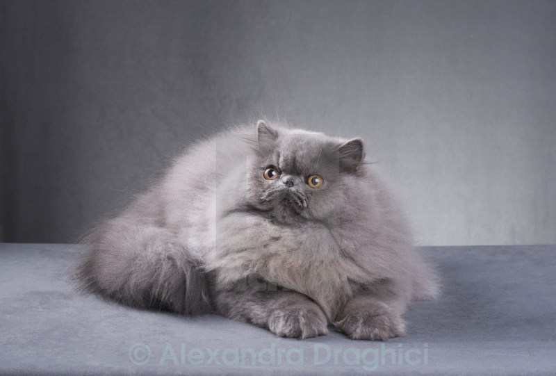 Лиловая Персидская кошка