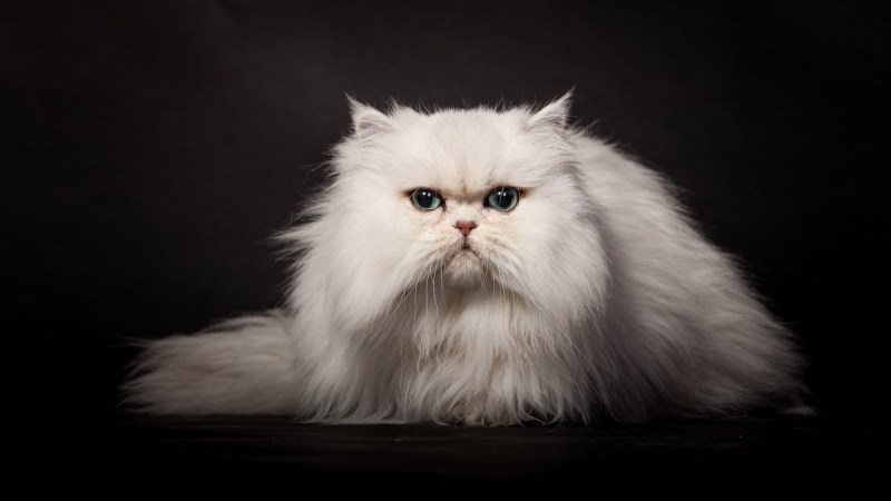 Персидская кошка