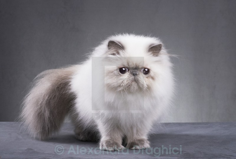 Персидский кот шипит