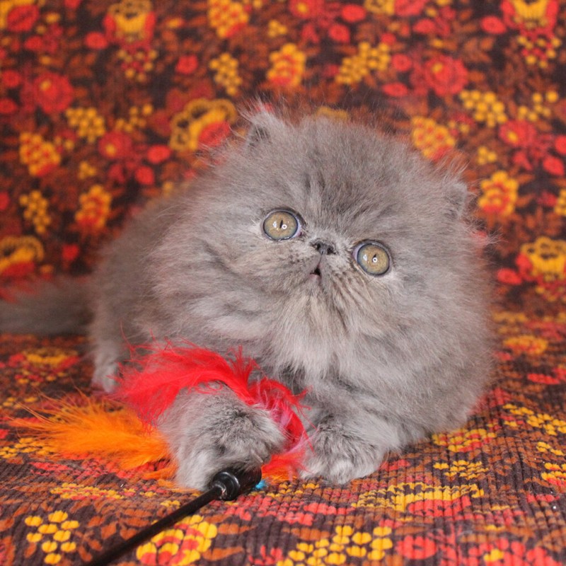 Персидский кот и малыш