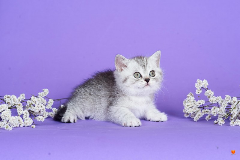 Котёнок персидский в цветах