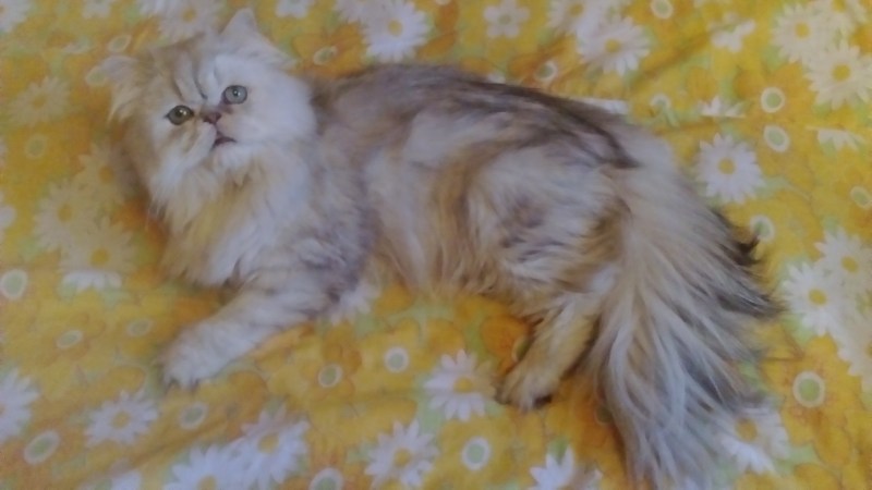 Персидский котята малыши