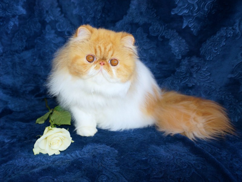 Турецкий персидский кот