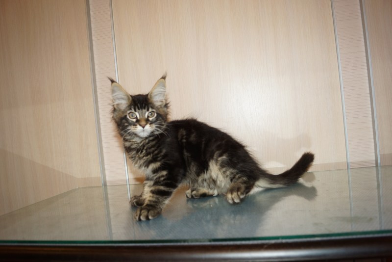 Норвежская Лесная кошка короткошерстная