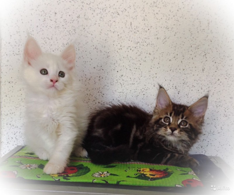 Мейн кун котята едят Кошкин молоко