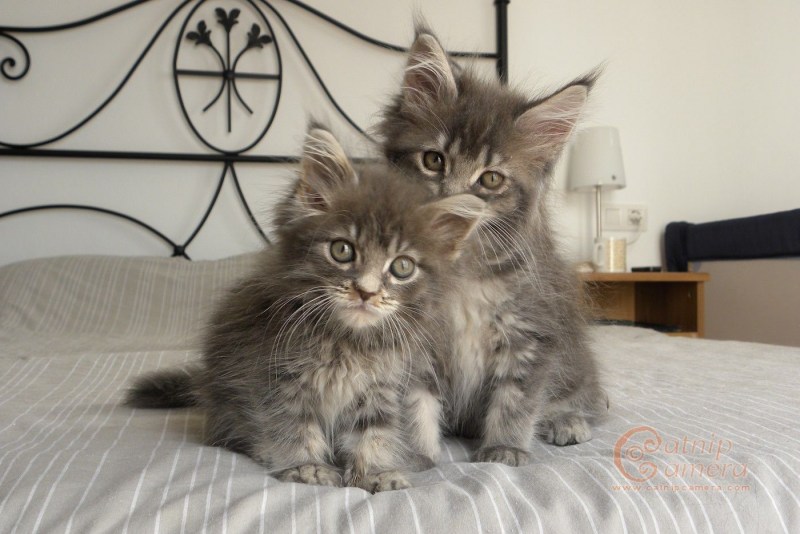 Котёнок Мейн кун и обычный котёнок