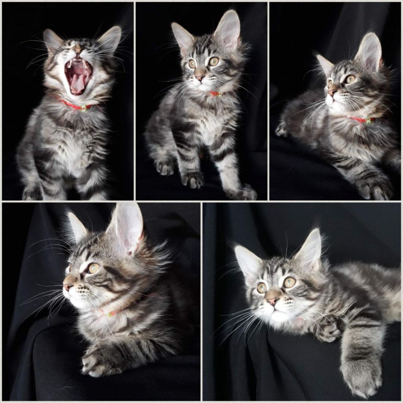 Котенок Мэйн куна европейского типа