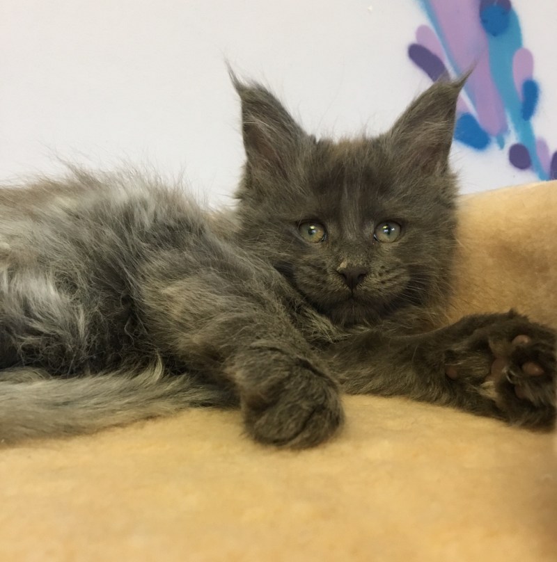 Котята метисы Мейн куна