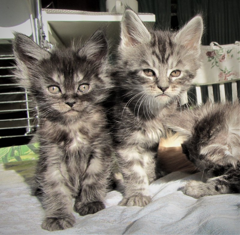 Сибирская кошка котята