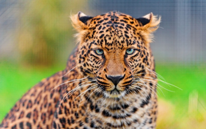 Леопард Panthera pardus
