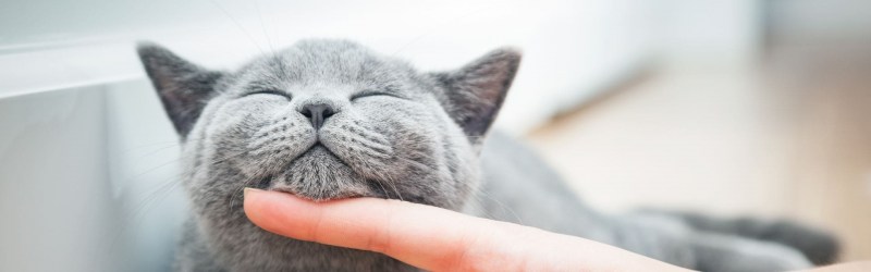 Кошка мурлычет