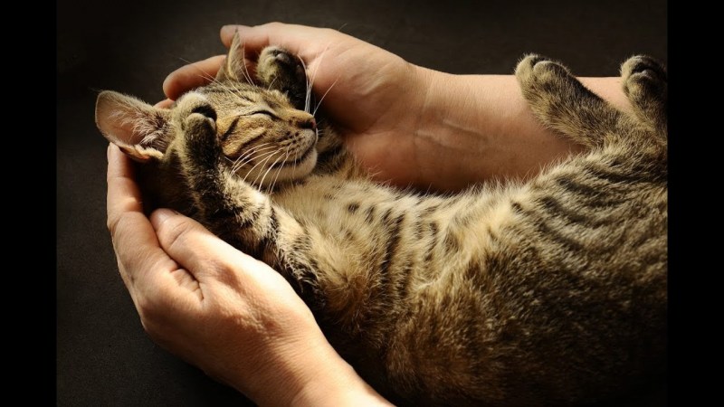 Кошка на руках