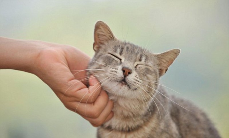 Кошка мурлычет