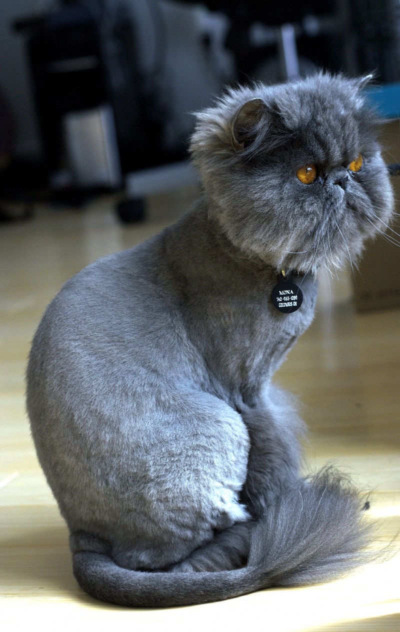 Смешная стрижка кота