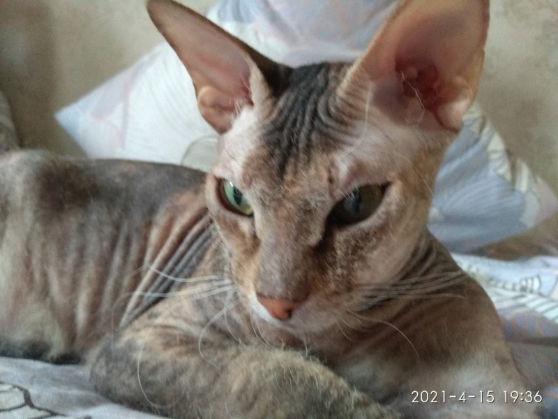 Кошки кошки