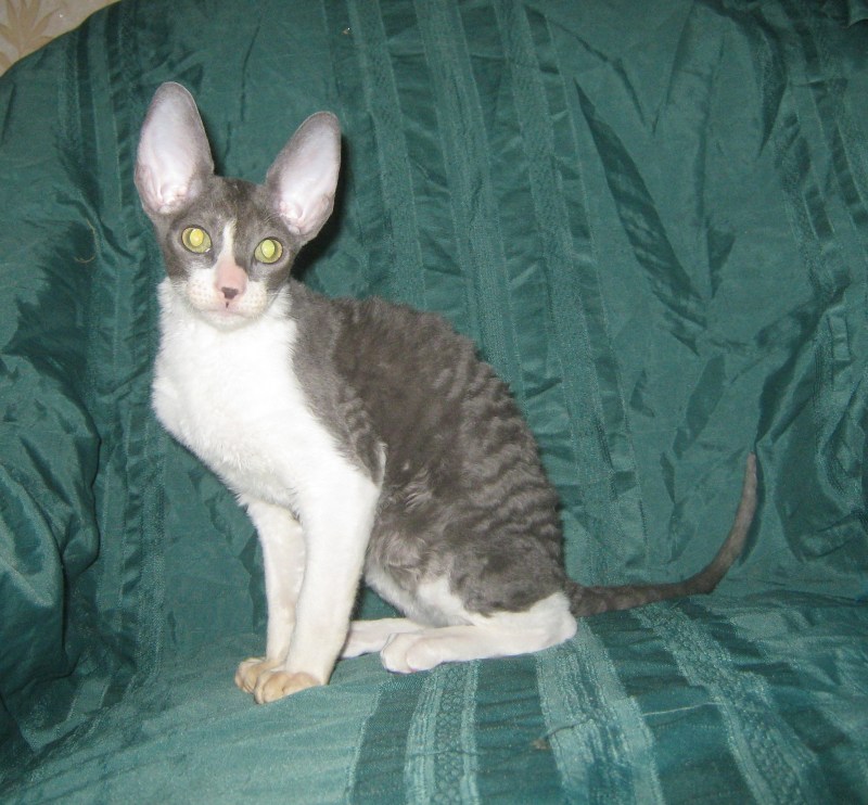 Рекс кошками Корниш рекс