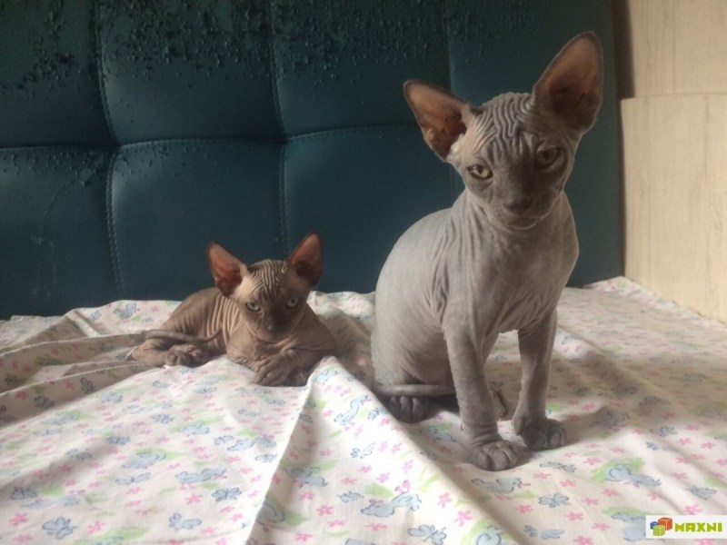 Кот сфинкс с британцем