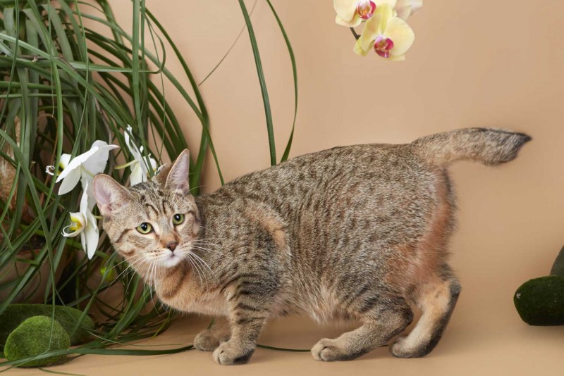 Кот породы пиксибоб