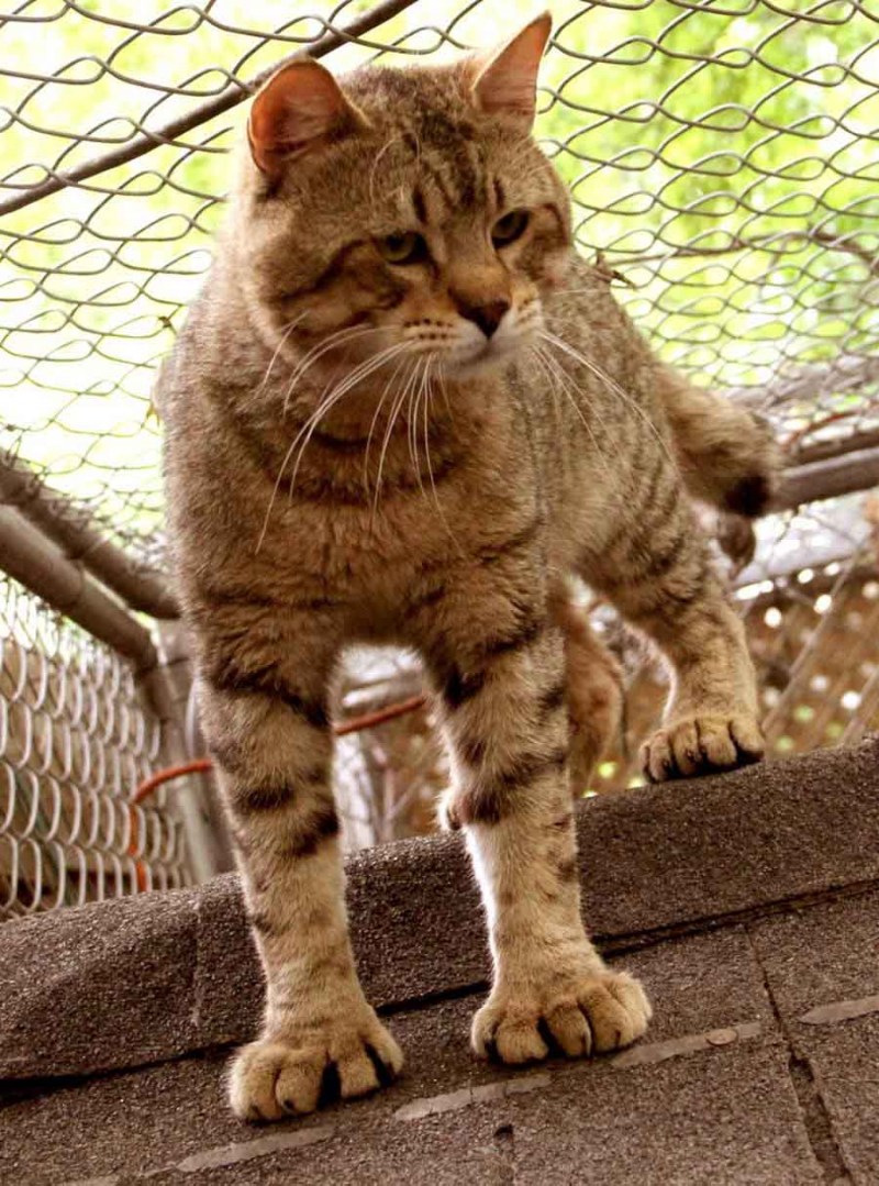 Котята породы пиксибоб